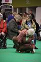 Crufts2011_2 1097